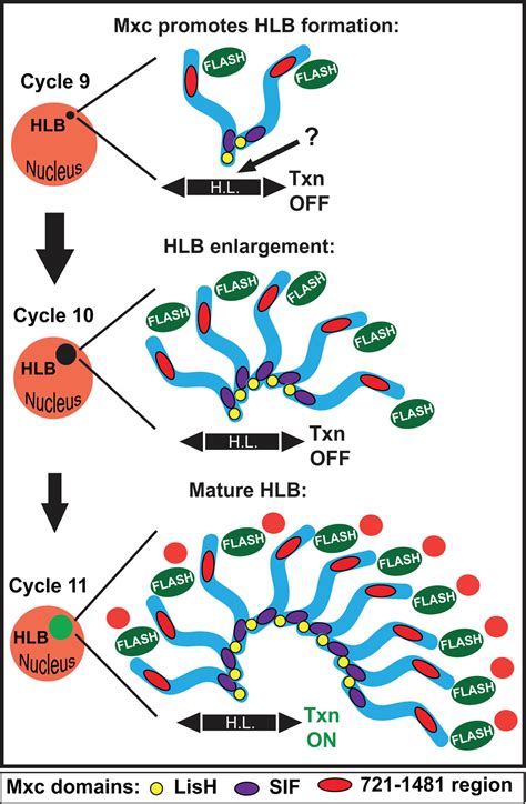 Distinct Self Interaction Domains Promote Multi Bs Accumulation In And Formation Of The