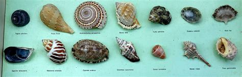 Sea Shells Collection Free Stock Photo Public Domain Pictures