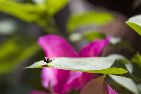 Fly Yard Leaf Free Photo On Pixabay Pixabay