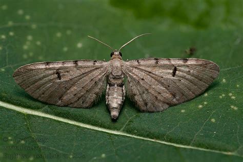 Eupithecia Absinthiata P Ali Ka Pely Kov Kreuzkraut Bl Tenspanner