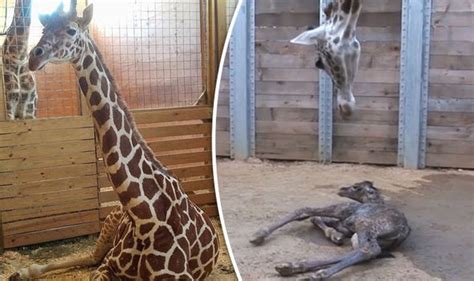 WATCH: Will April FINALLY be next? Giraffe gives birth to baby in ...