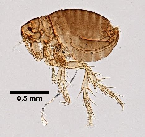 Understanding Fleas: Threats, Prevention & Solutions | ETS