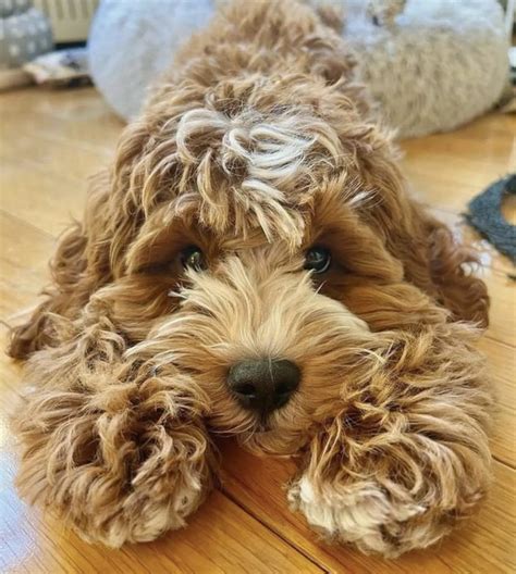 Mini Goldendoodle Guide Price Size Temperament Lifespan Etc