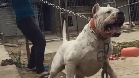 El Dogo Argentino Mas Aterrador Que He Visto Youtube