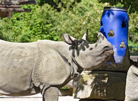 Rhinoceros Feeding At West Midlands Safari Park And Zoo Stock Photo ...