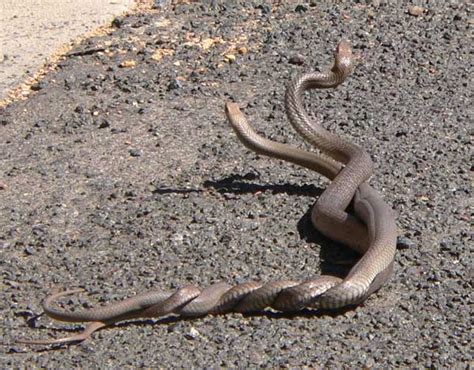 Animals Wallpapers: snakes fighting