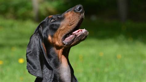 Black and Tan Coonhound - Native Breed.org