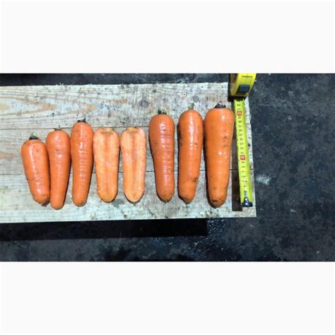 Продаж моркви 300 тон з доставкою до Києва, Волинська обл — Agro-Ukraine
