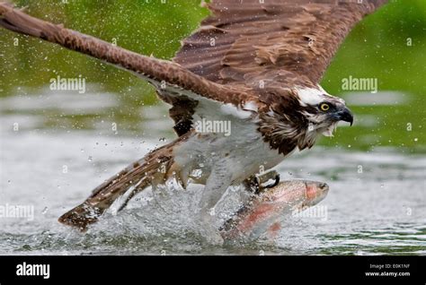 Osprey Fishing For Salmon Trout Finland Pandion Haliaetus Stock Photo