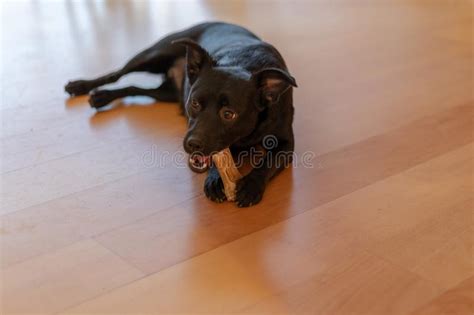 Poco Perro De Perrito Negro Que Mastica En Un Hueso Imagen De Archivo