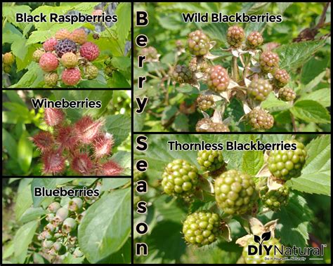 Black Raspberries Vs Blackberries