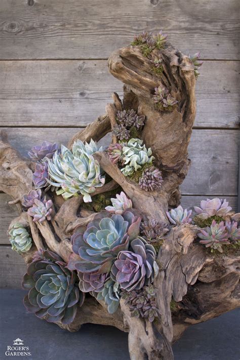 50 Best Succulent Garden Ideas for 2022