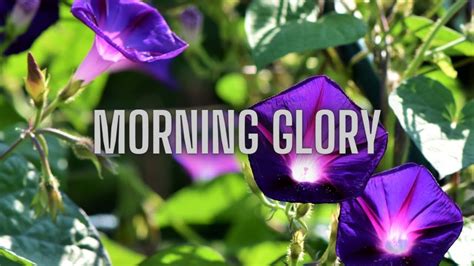 Planting Morning Glory Seeds Youtube