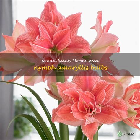 Sensual Beauty Blooms Sweet Nymph Amaryllis Bulbs Shuncy