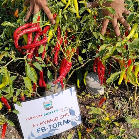 Red FB TORAL F1 HYBRID CHILI SEEDS DUAL PURPOSE Packaging Size 10