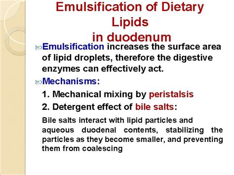 Biochemical Aspects Of Digestion Of Lipids Dr Amr