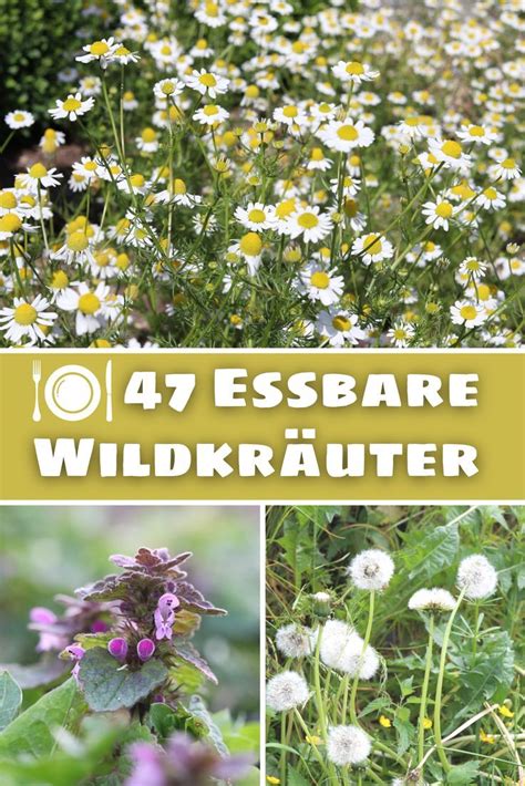 Essbare Wildkräuter 47 Kräuter bestimmen Liste Wildkräuter