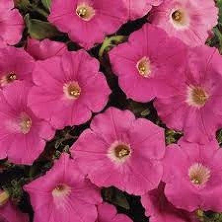 Petunia x hybrida 'PAS760700' Petunia Easy Wave®Neon Rose from ...