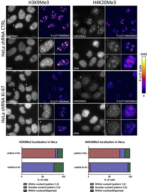 Figures And Data In The Cell Proliferation Antigen Ki Organises