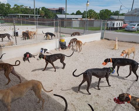 Greyhound racing in the U.S. is coming to an end