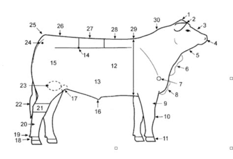 beef cow anatomy Flashcards | Quizlet