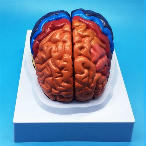 Buy Learning Resources Life Size Human Brain Anatomical Model Color