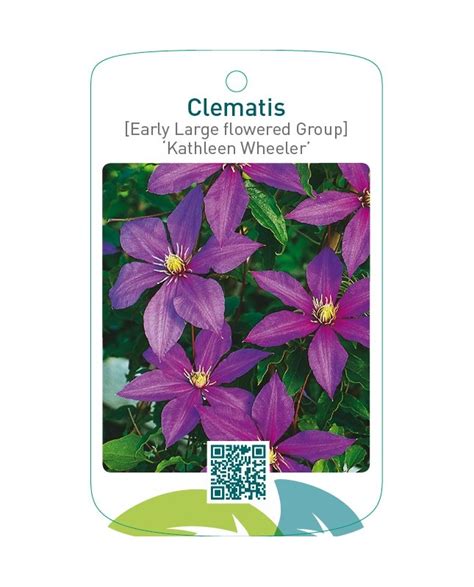 Etiquetas De Clematis Early Large Flowered Group Kathleen Wheeler