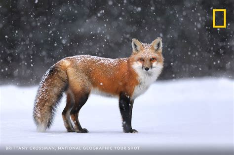 National Geographic Red Fox
