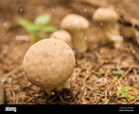 Puff Ball Fungi Hi Res Stock Photography And Images Alamy