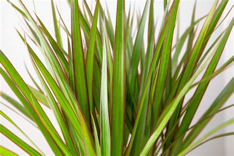 Dracaena Marginata Care Guide Indoors Success