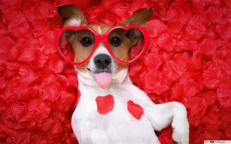 Puppy Valentine Wallpapers - 4k, HD Puppy Valentine Backgrounds on WallpaperBat