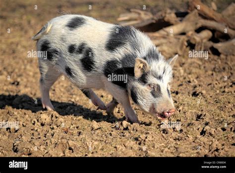 Mini Pig Sus Scrofa Domestica Male Looking For Food Stock Photo Alamy