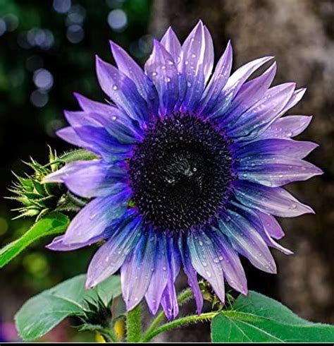 Amazon Sunflower Seeds For Planting 50 Pcs Seeds Rare Multi Color