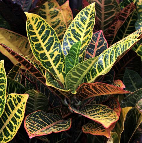 Croton Houseplants at City Floral Garden Center