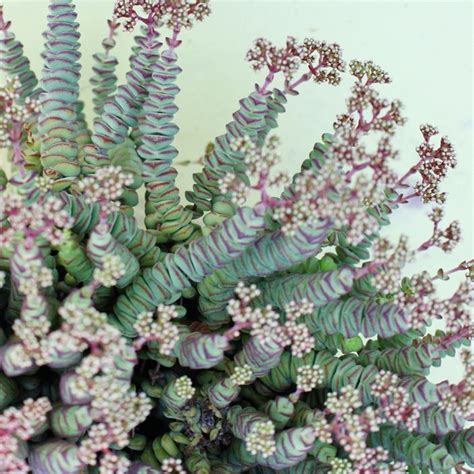 Fleurs De Crassula Arrée Succulentes Crassula Plante Crassula Crassula Ovata