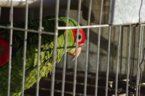 Green parrot in cage stock photo. Image of captivity, conservation - 5087984