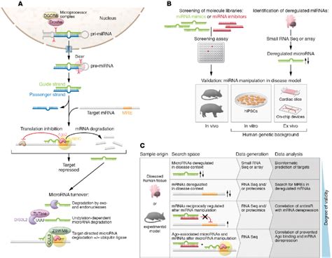 Microrna Life Cycle And Identification Of Micrornas And Their Targets Download Scientific