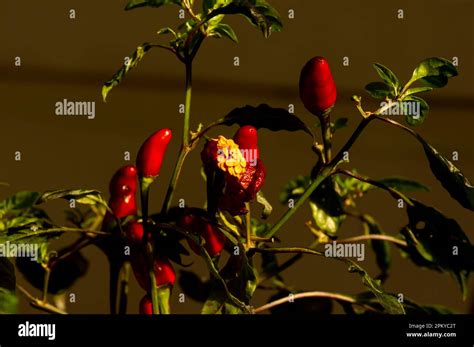 Close Up Of Small Red Hot Chili Peppers Capsicum Frutescens Stock Photo Alamy