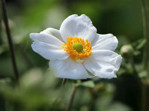 Japan Herbst Anemone Honorine Jobert Für Deinen Garten