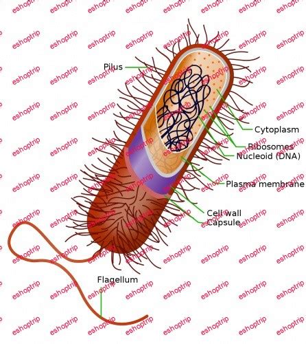 Prokaryotes Medical files – Eshoptrip