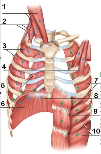 Block Respiratory Anatomy Flashcards Quizlet