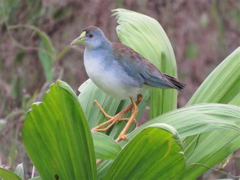 Pollona Celeste Gu A De Aves Del Municipio De Man Casanare