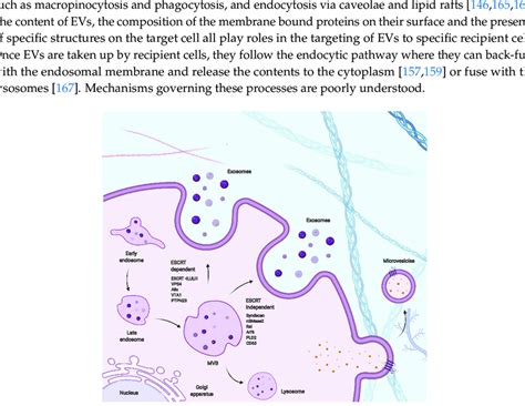 Schematic Representation Of Pathways Involved In Extracellular Vesicle