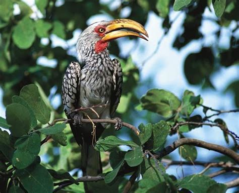 Hornbill | Rainforest, Endangered & Conservation | Britannica