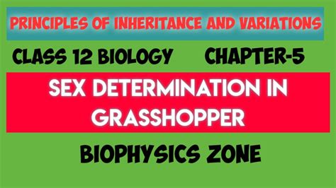 Sex Determination In Grasshopper Xx Xo Type Biology Class