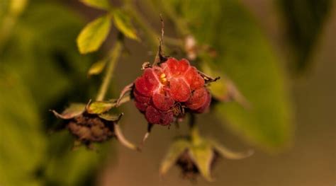 21 Best Raspberry Varieties For Home Gardens