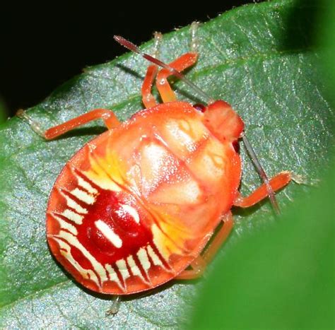 Orange Red Nymph Podisus Bugguide Net