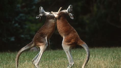 WATCH: Kangaroo Goes Flying Through Metal Fence In Fight