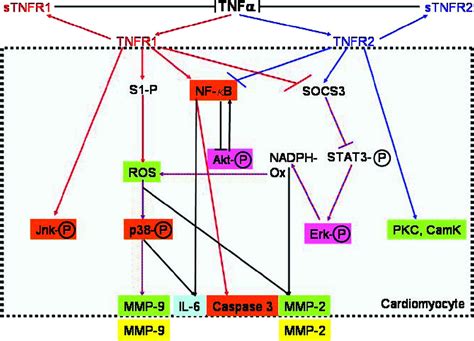 Tumor Necrosis Factor And Its Receptors And Circulation