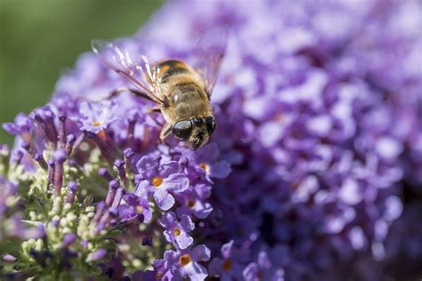 Loi Sur La Protection Des Lanceurs D Alerte Enjeux Et Perspectives En